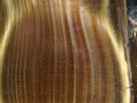 Jinsiy olatni silkitgan qizlar aqldan ozgan video